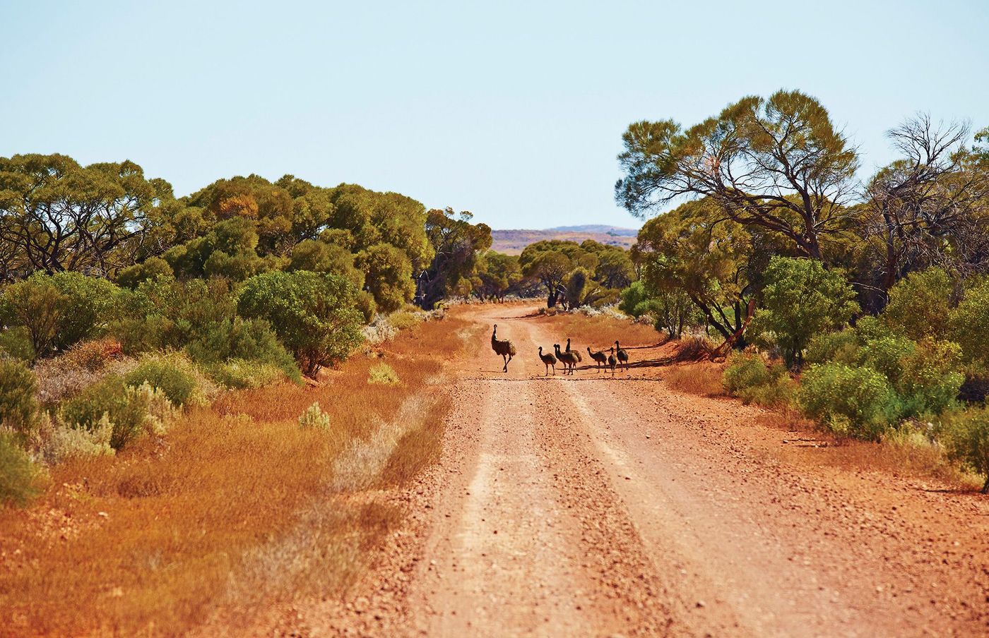 Emeus, Flinders Ranges, Australie du Sud