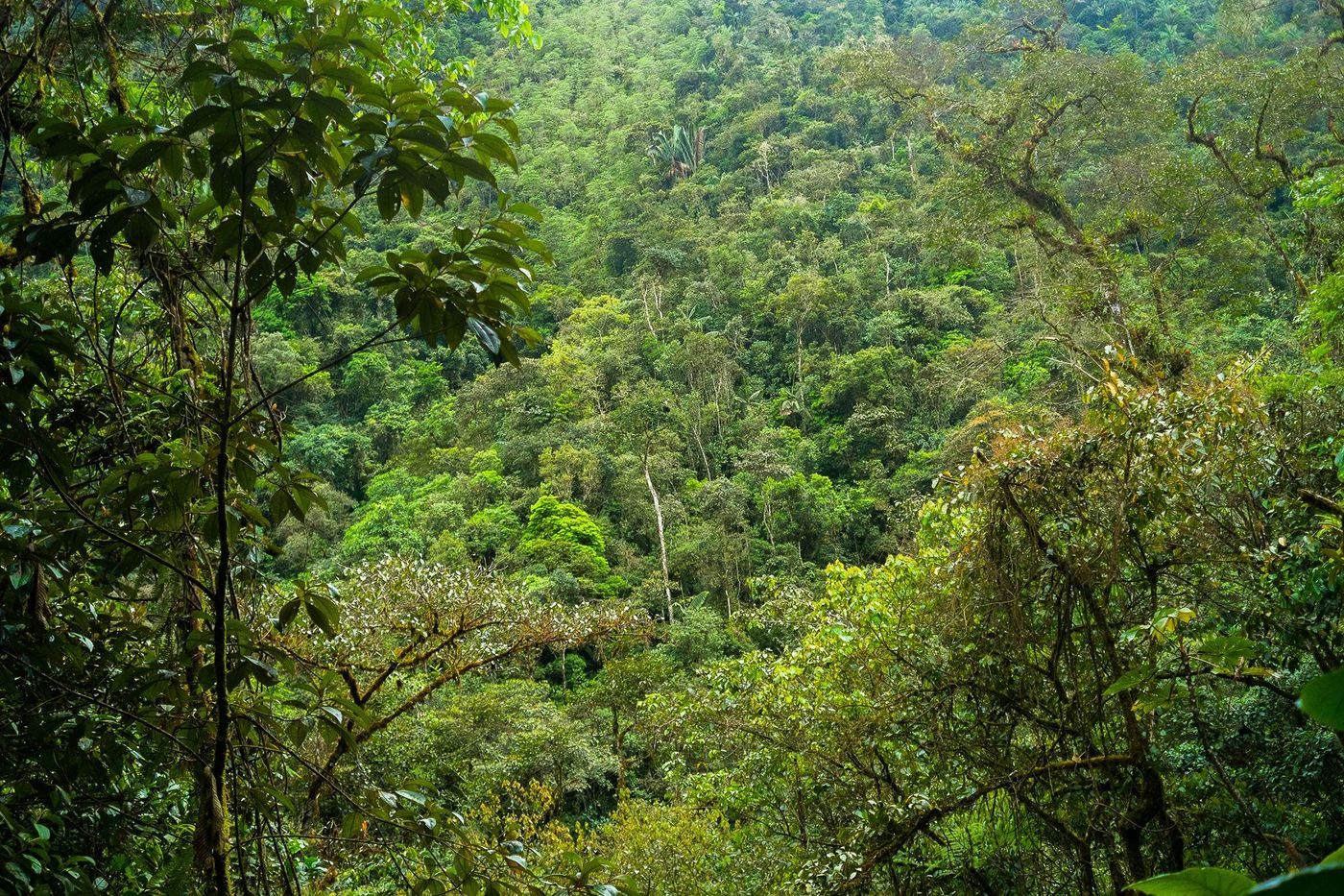 Equateur Parc Podocarpus