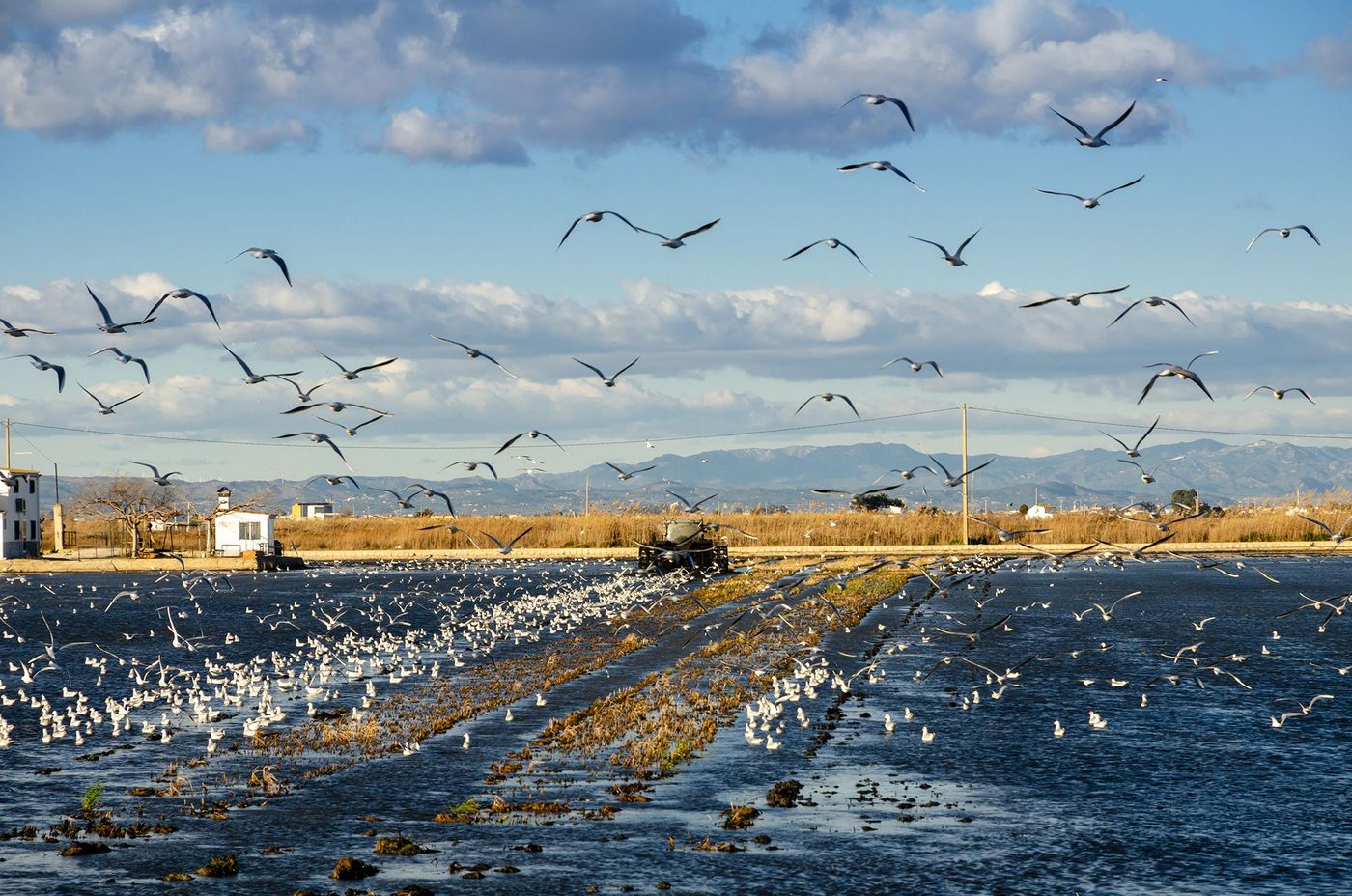 Espagne Delat de l'Ebre Champs de riz