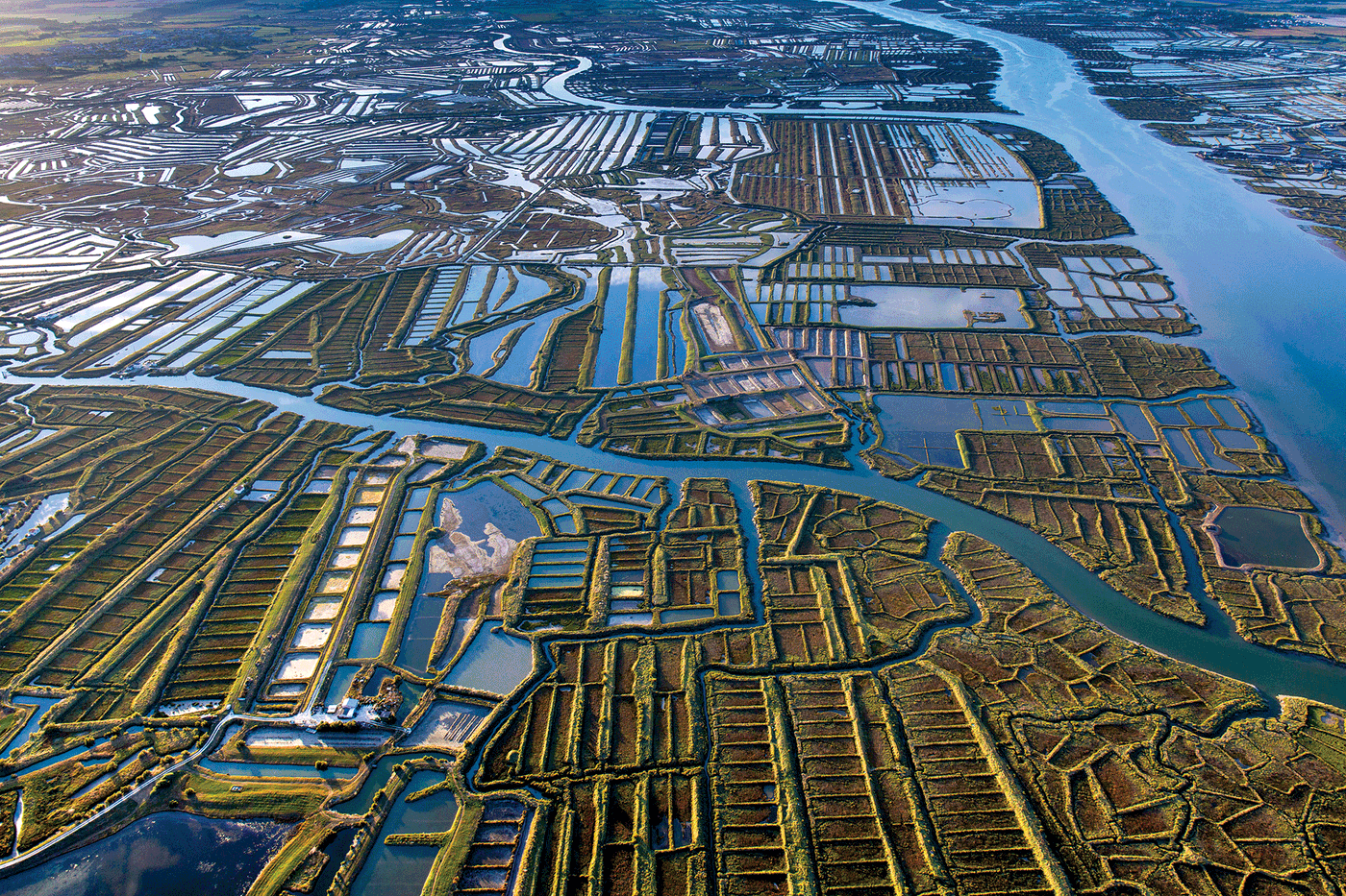 Estuaire de la Seudre - marais