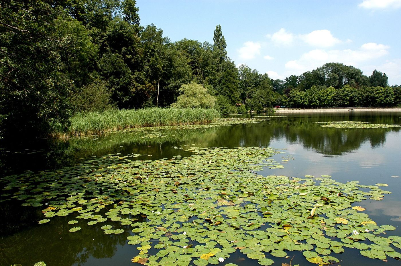 Etang Saint Cucufa Hauts de Seine