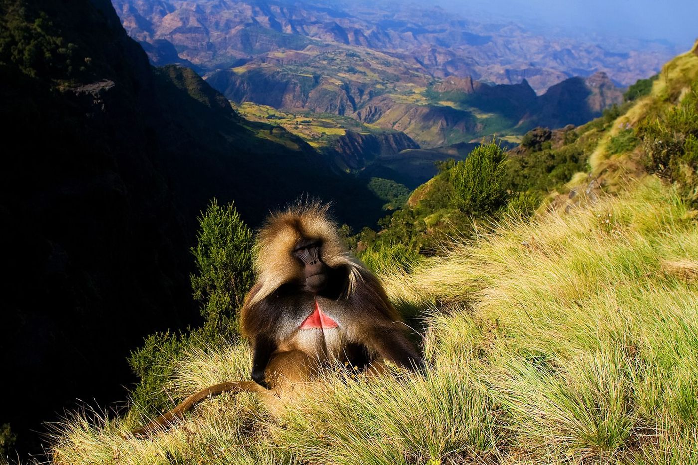 Ethiopie Parc du Simien Gélada