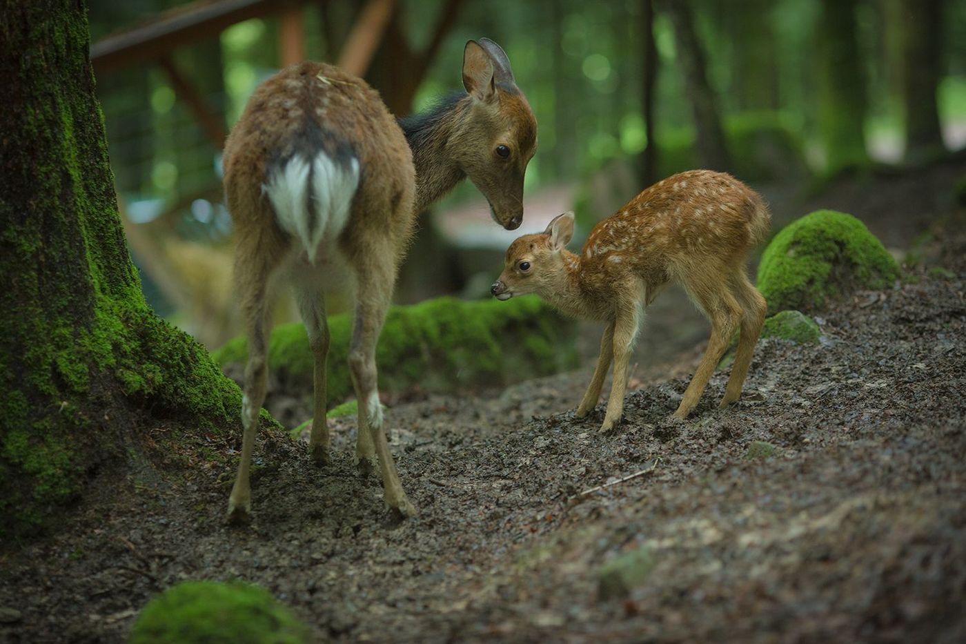 Parc animalier de Fougerolles