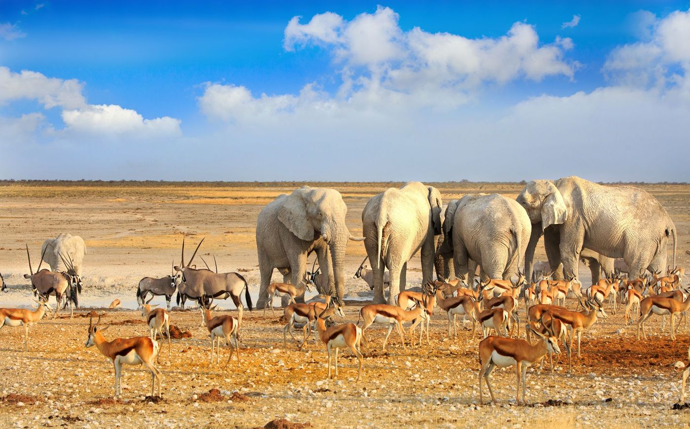 Etosha Parc Namibie