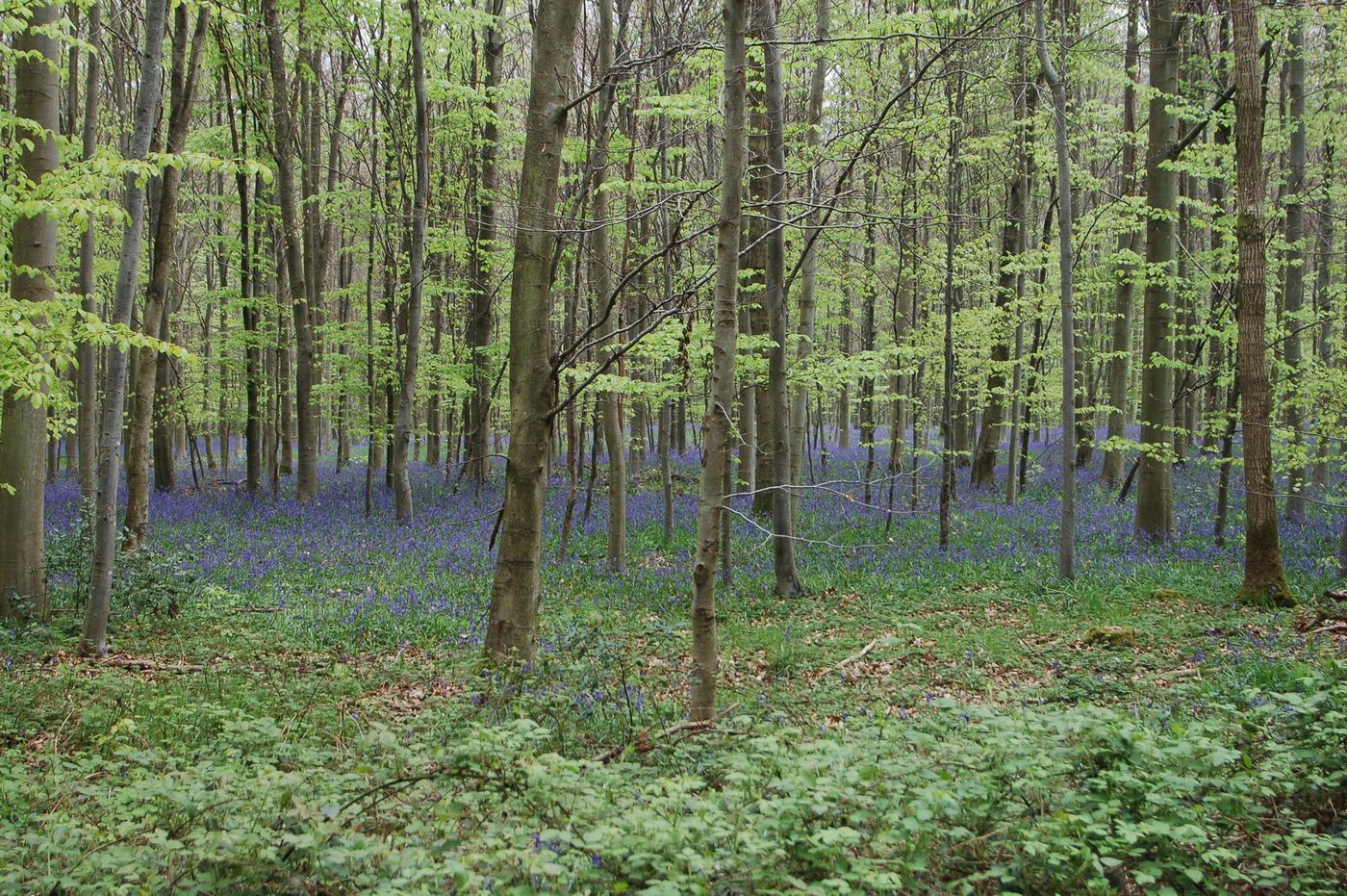 France Forêt d'Eu