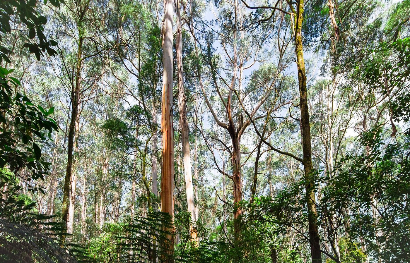 Eucalyptus - Great Otway National Park