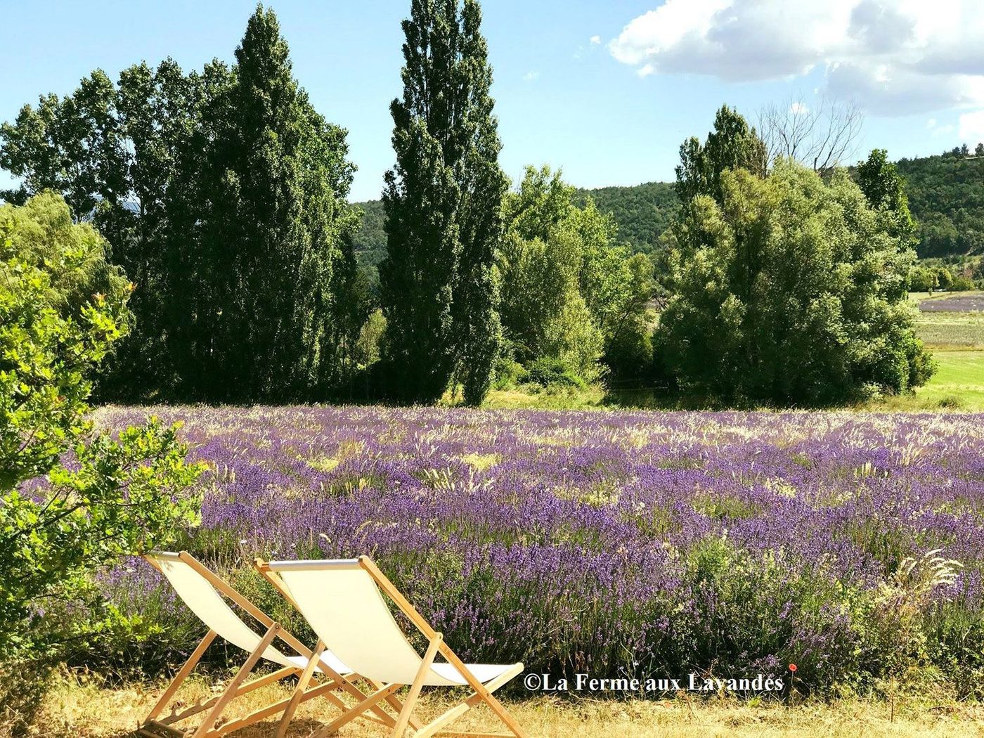 La Ferme aux Lavandes
