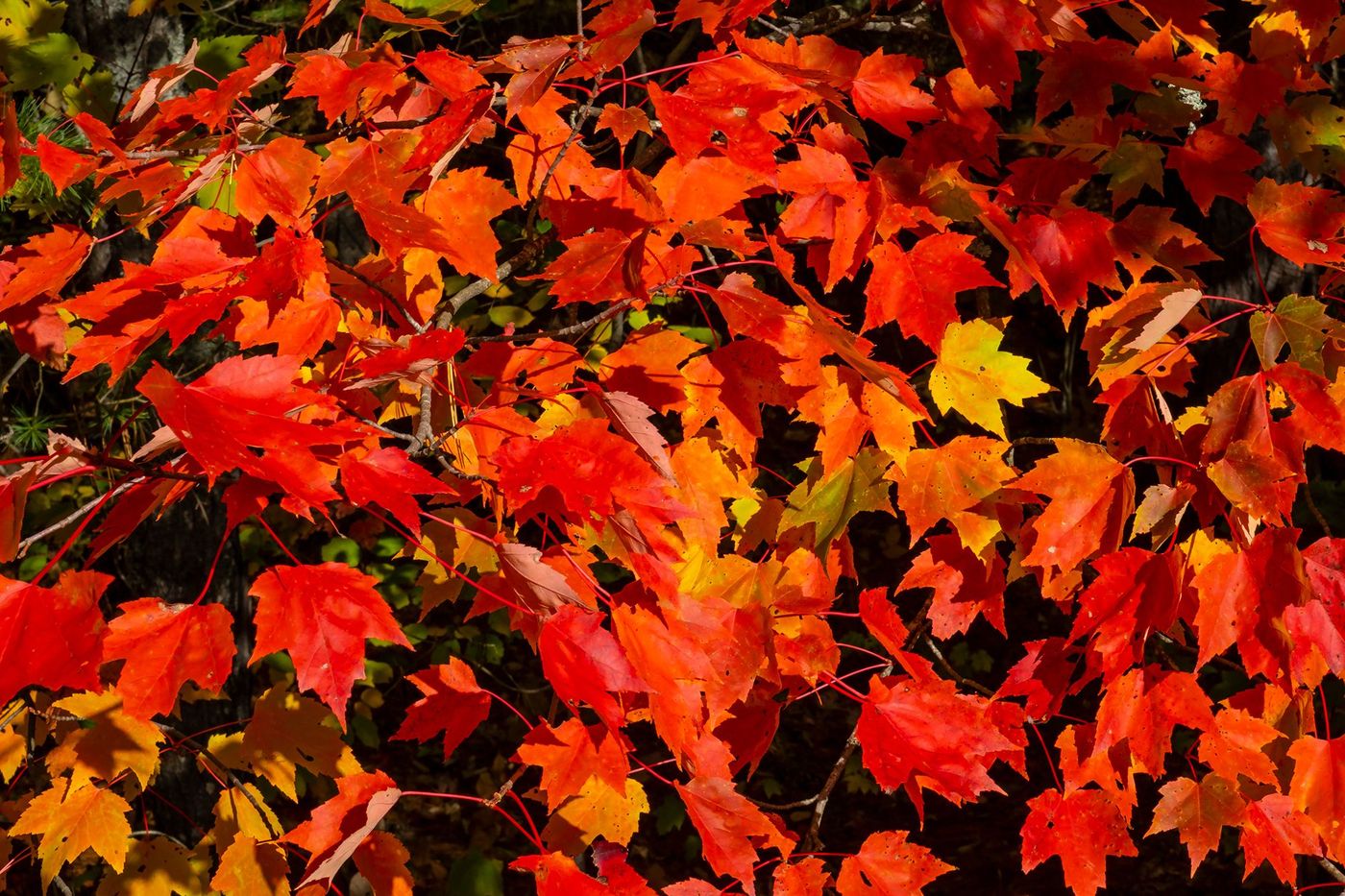 Feuilles du Parc provincial Algonquin