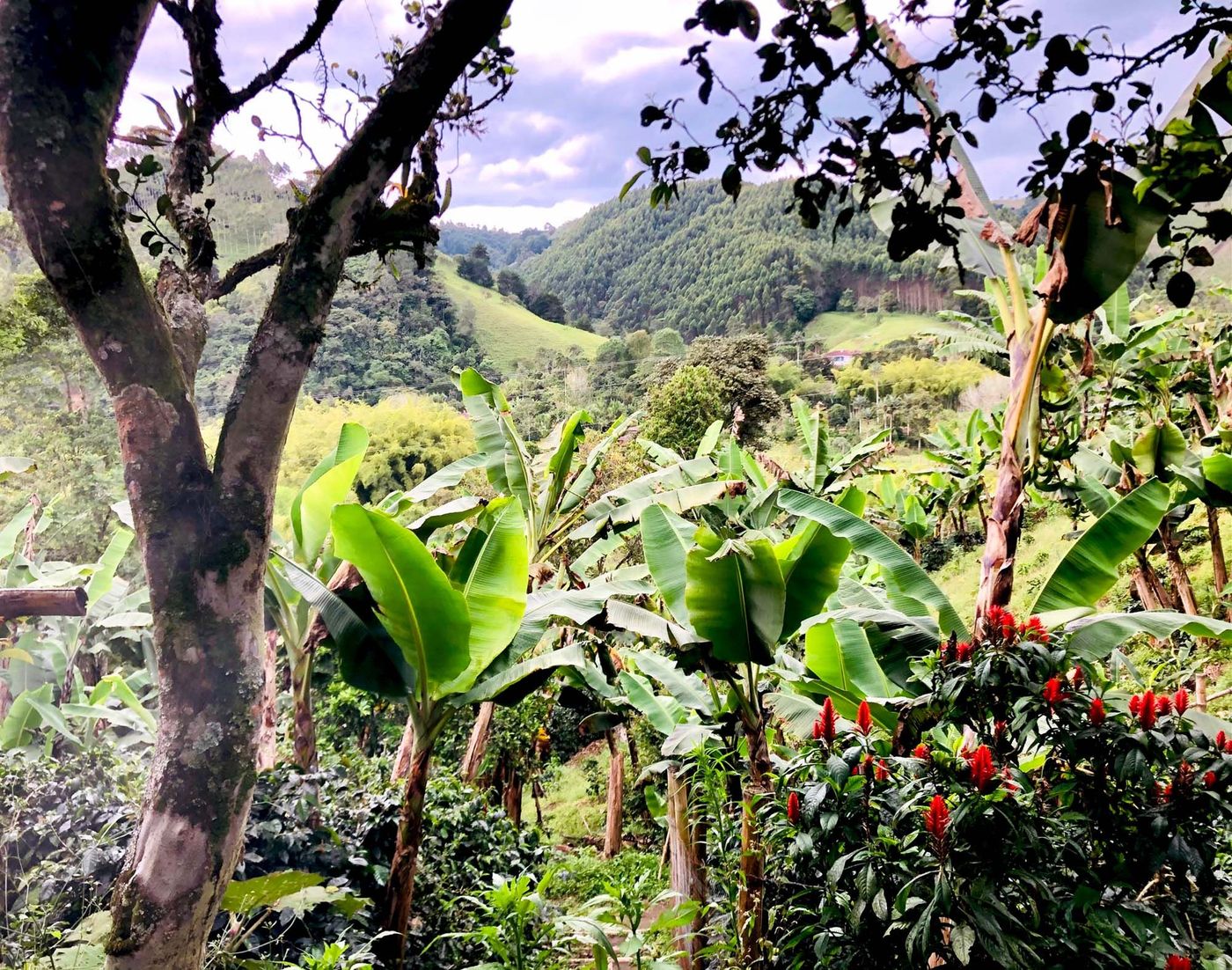 Finca Don Elias