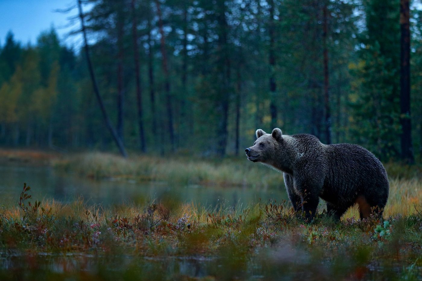 Finlande Ours