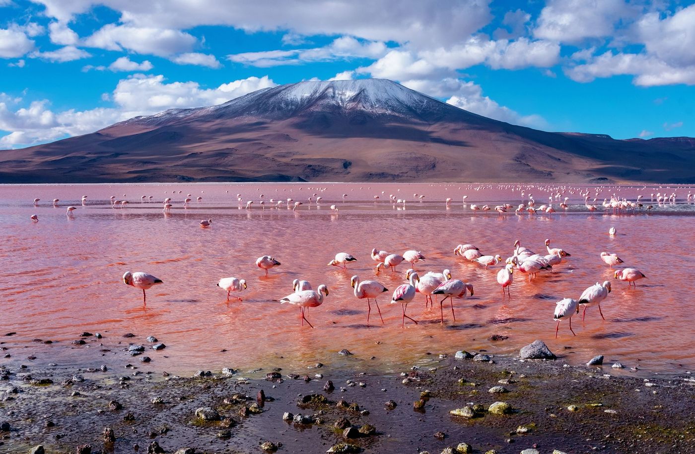 Flamants roses - parc national Eduardo Avaroa