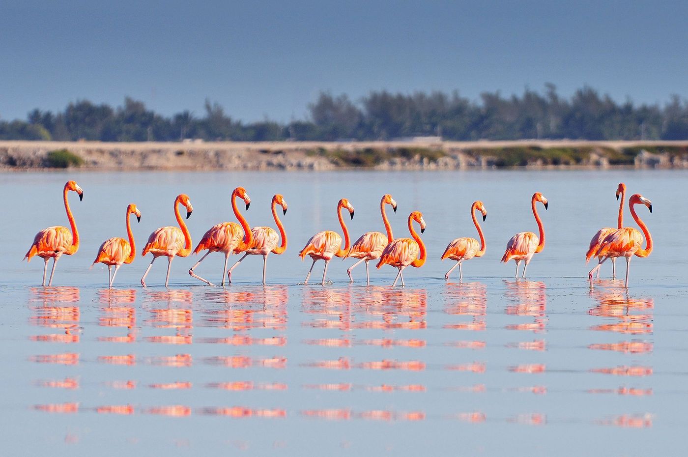 Flamants de Rio Lagartos