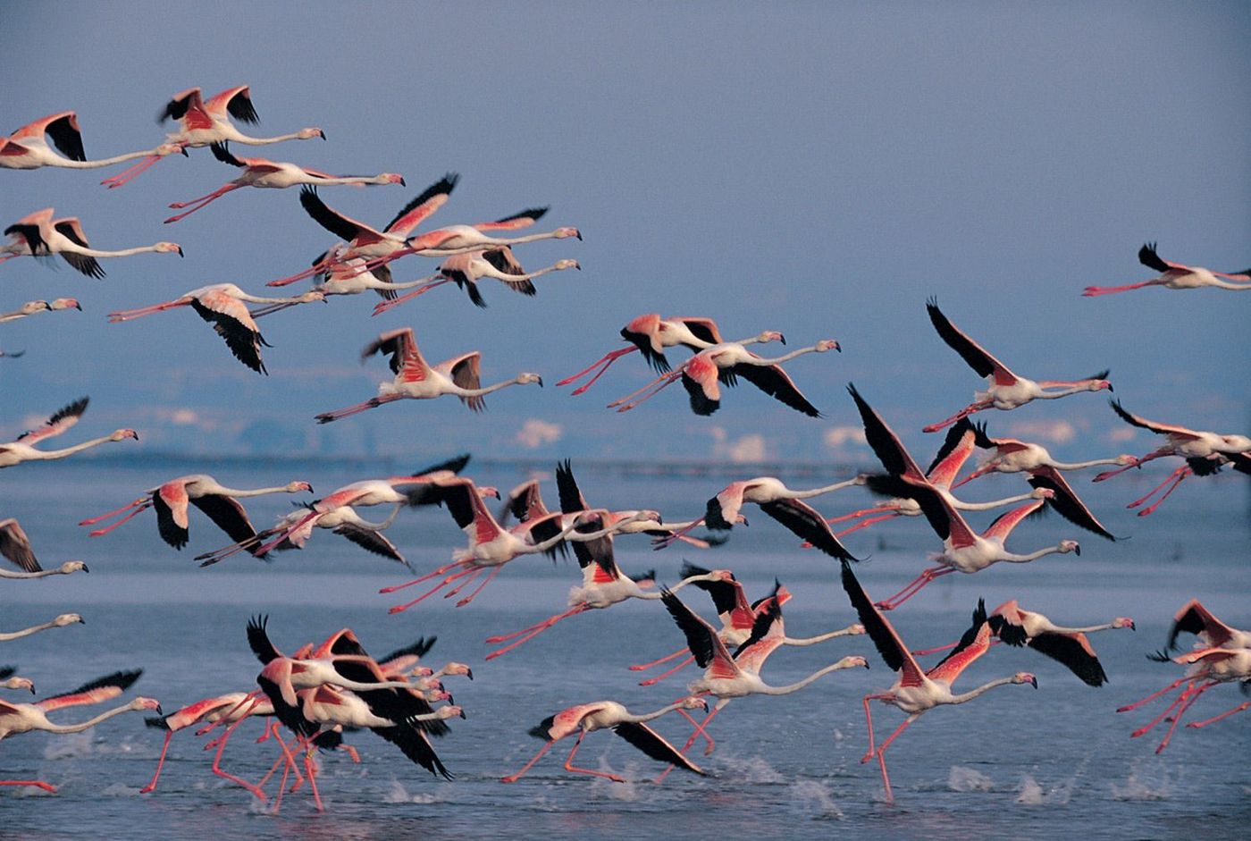 Flamants au Parc Naturel du Delta de l'Ebre - Terres de l'Ebre