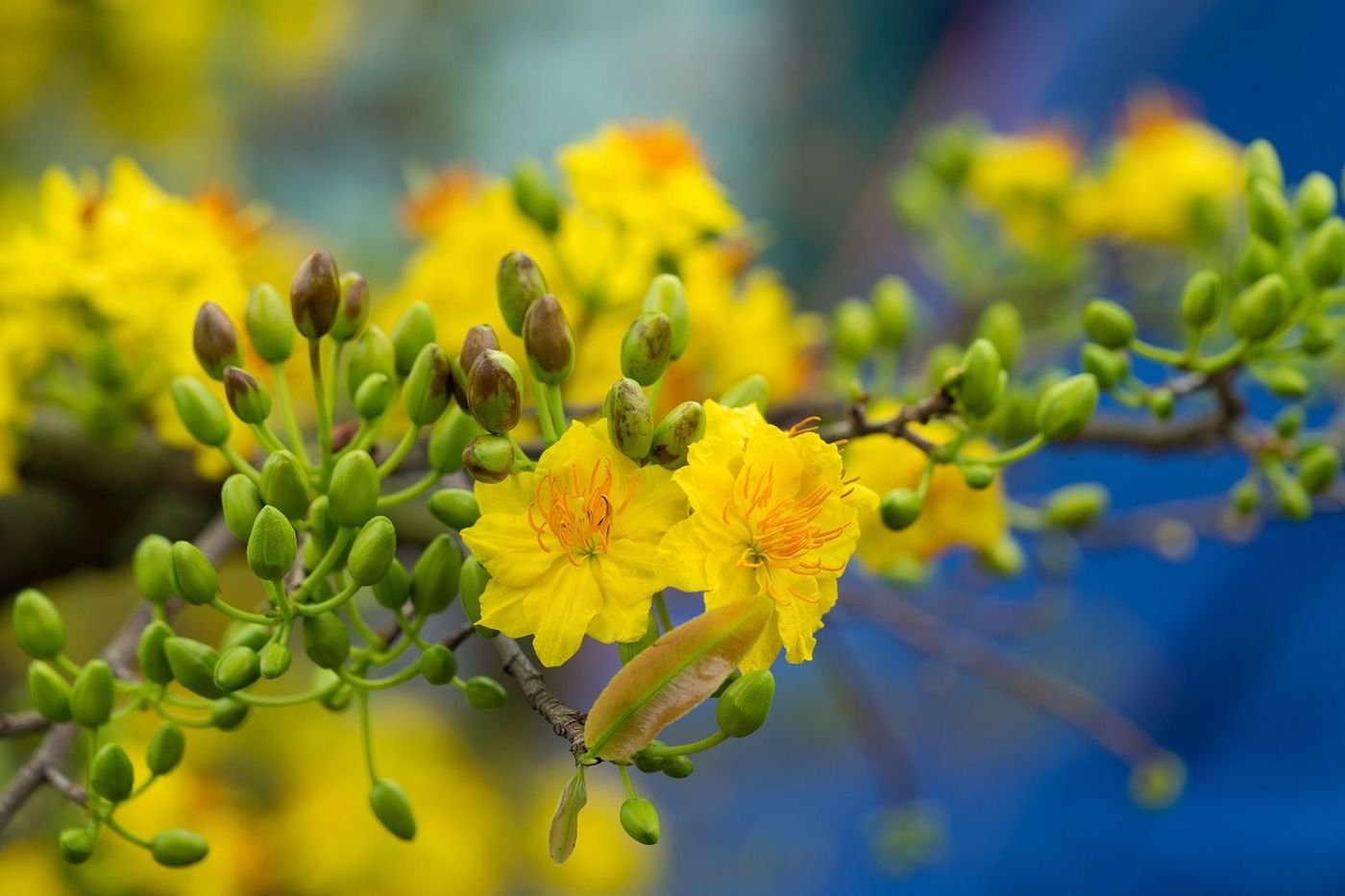Vietnam Fleur nouvel an vietnamien