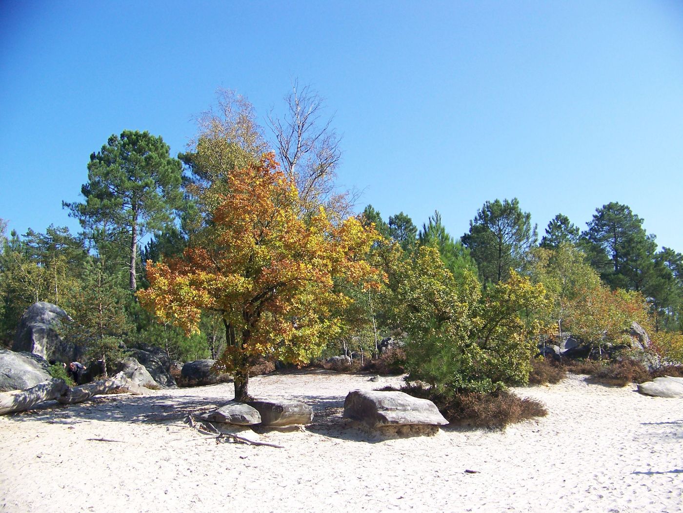 France Forêt de Fontainebleau