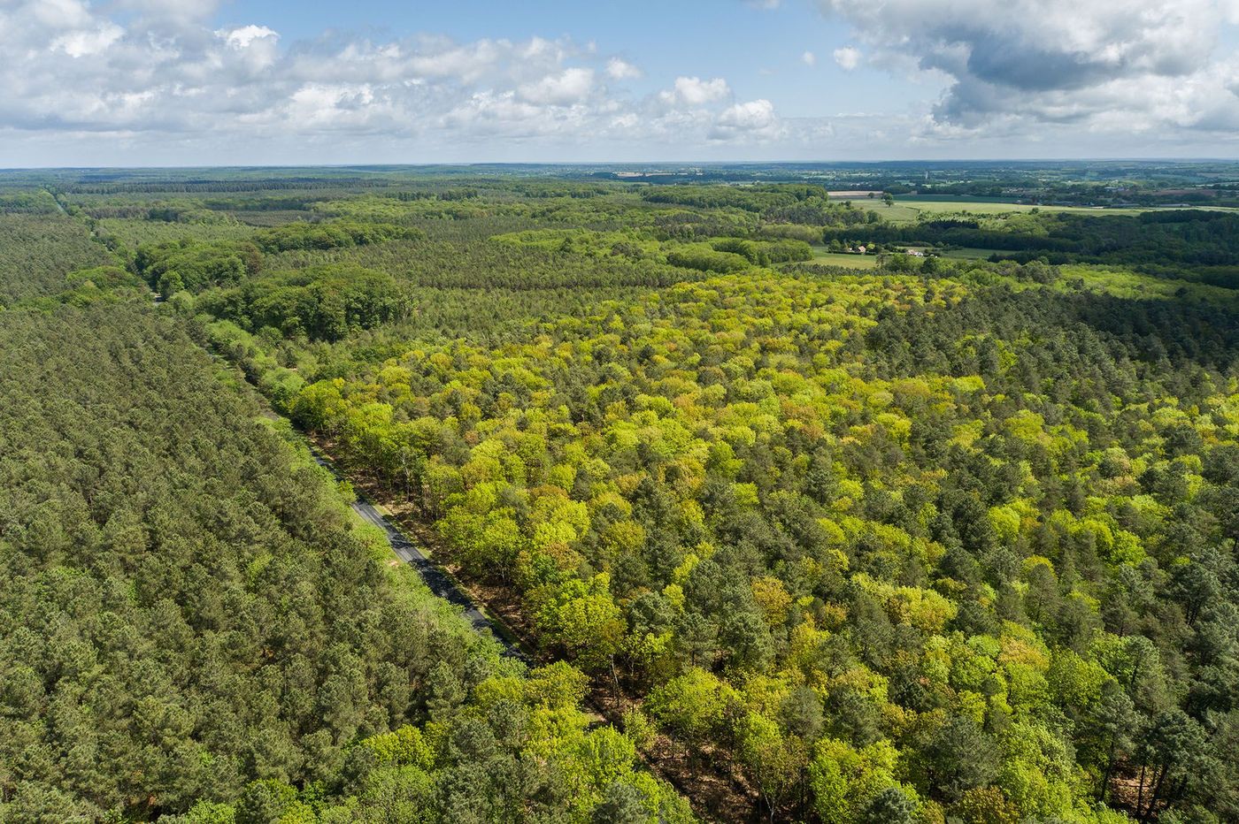 Forêt de Bercé
