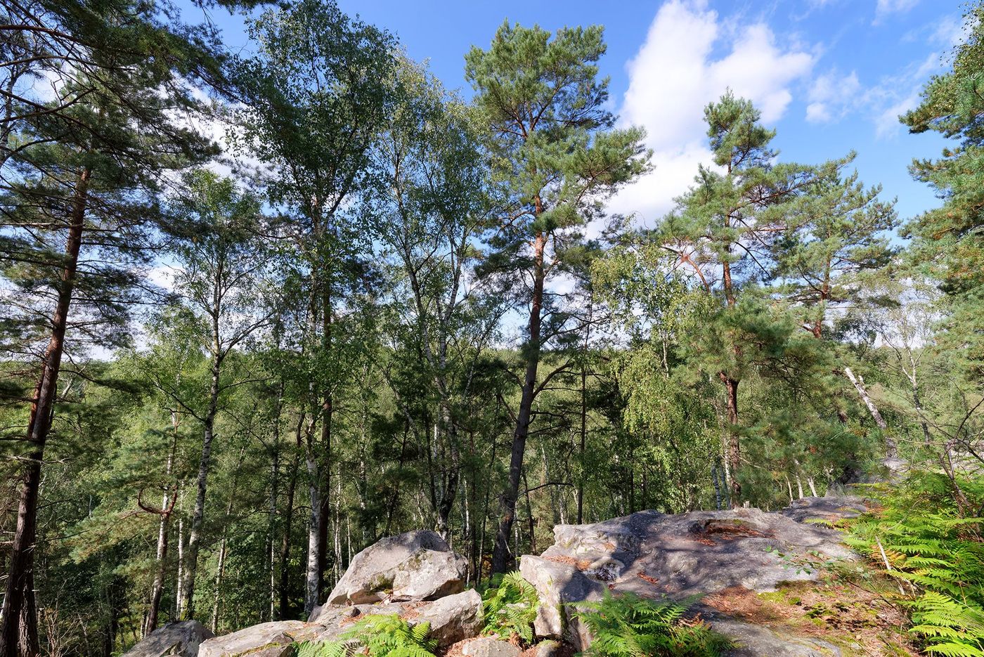 Forêt de Rambouillet