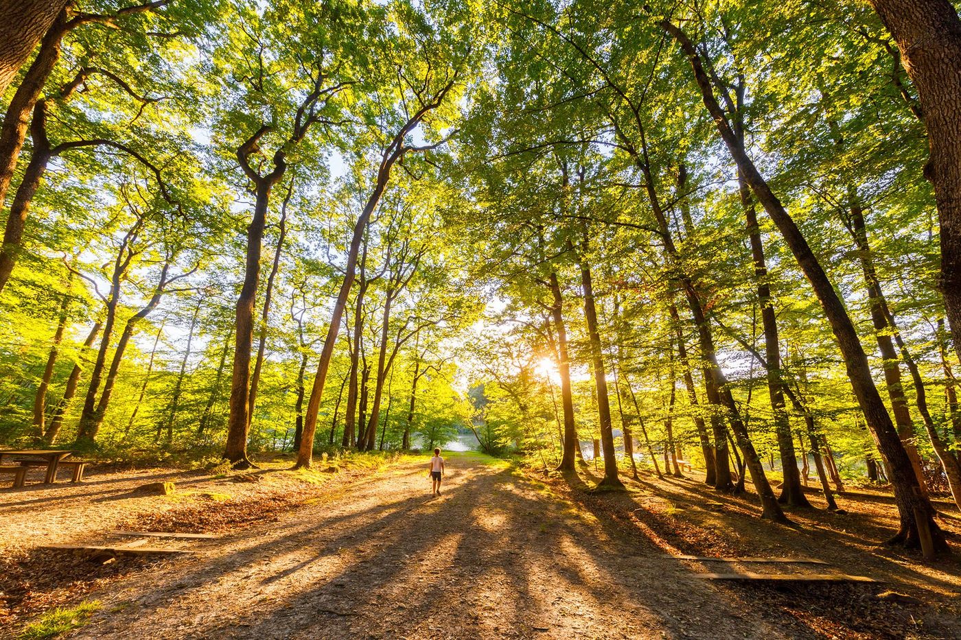 Forêt domaniale de Loches