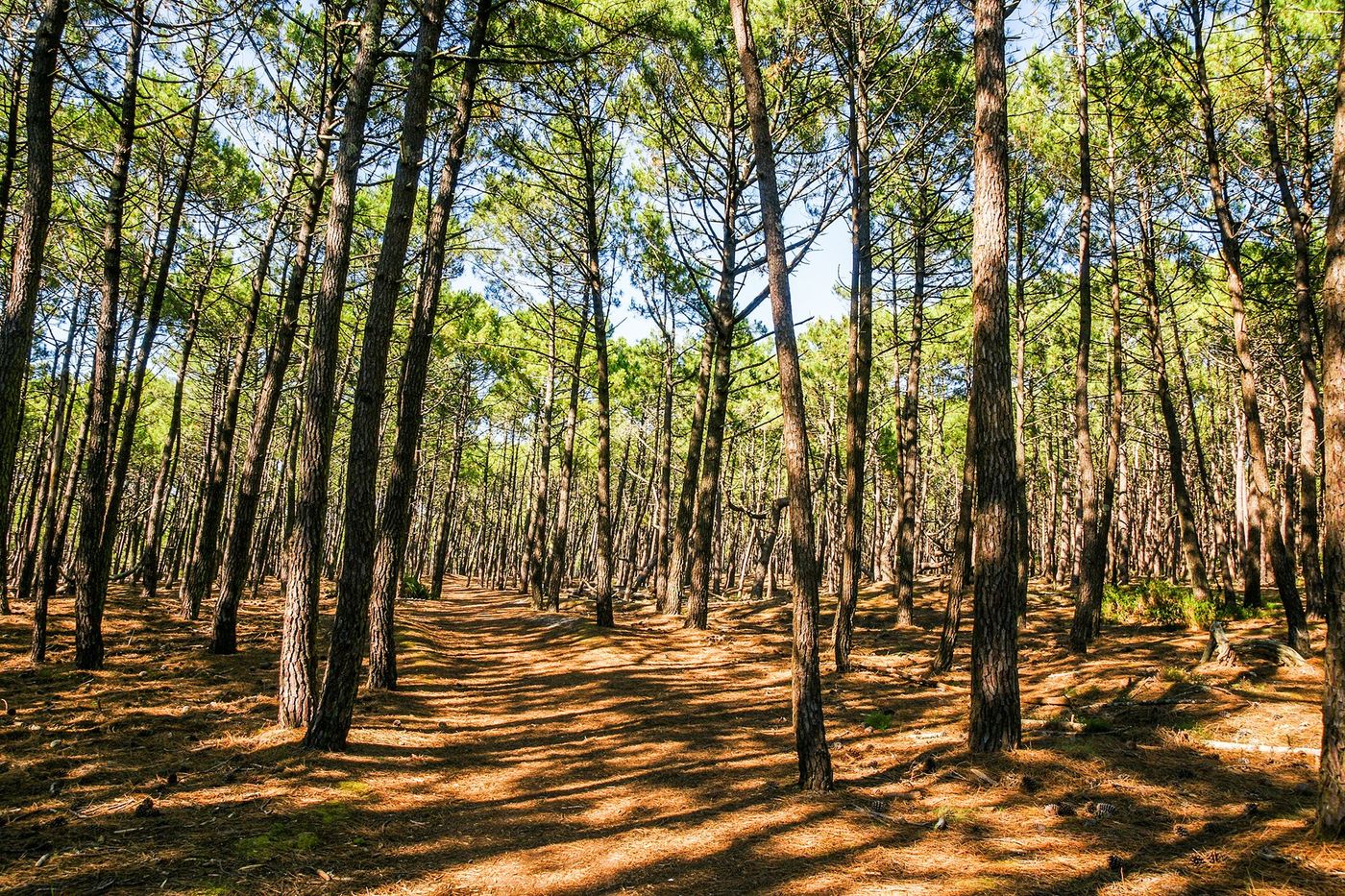 Forêt landaise de pins