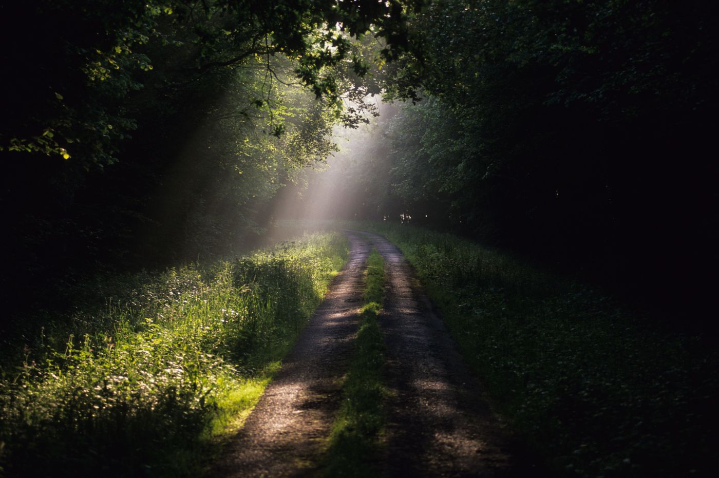 Forêt d'Argonne