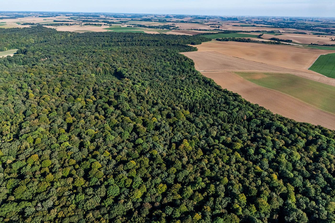 Forêt axonaise