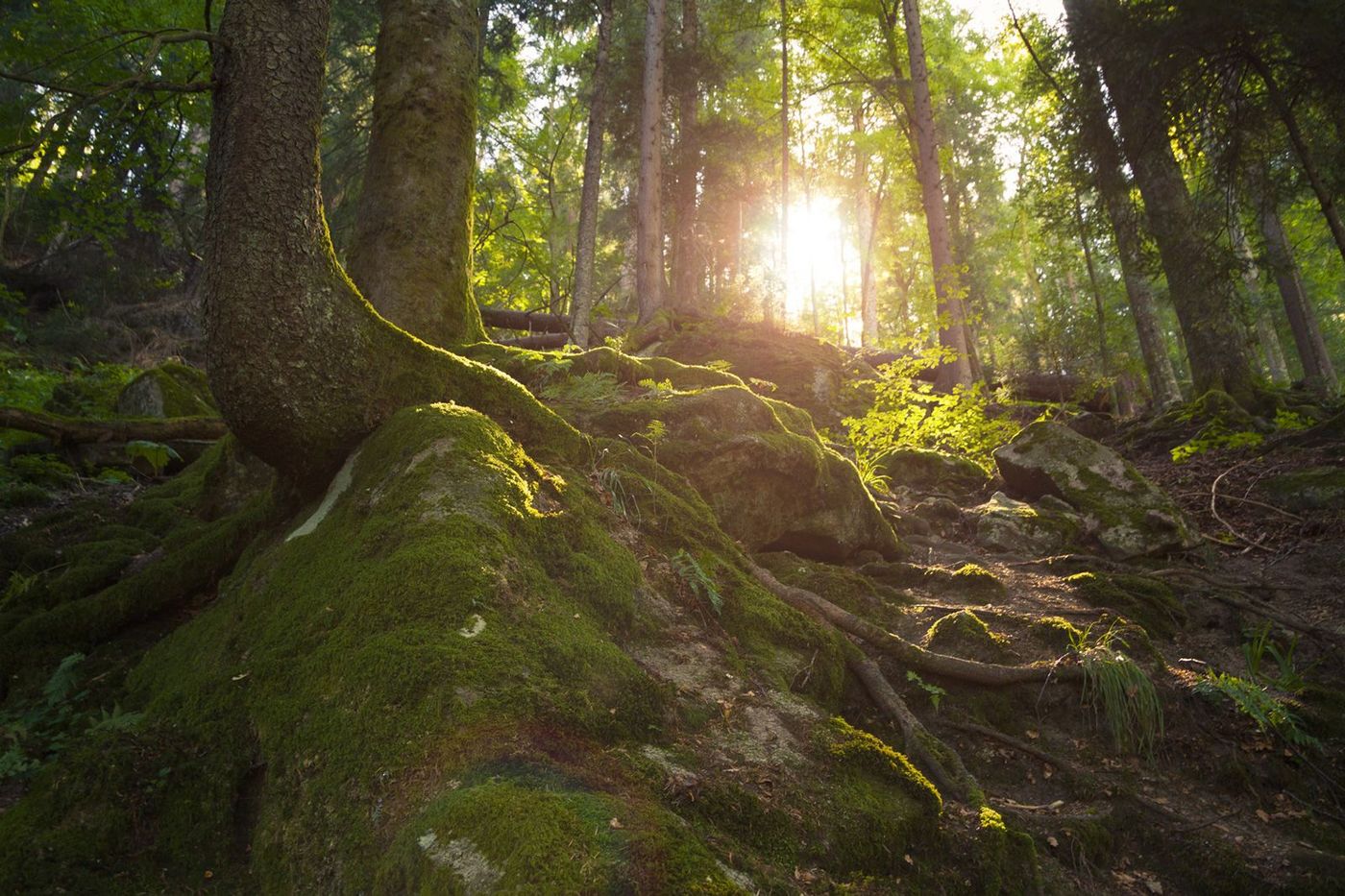Allemagne Forêt Noire