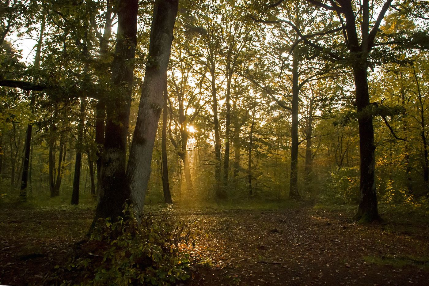 France Forêt d'Orléans