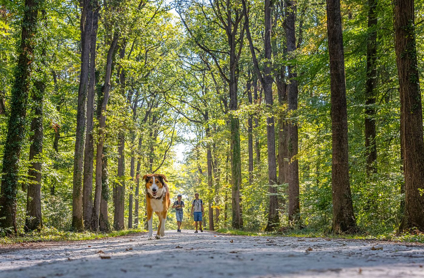 Forêt Domaniale de Loches © David Darrault