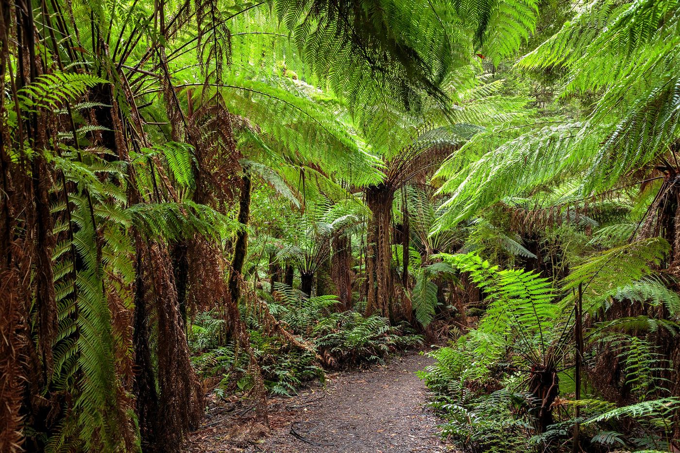 Fougères - Great Otway National Park