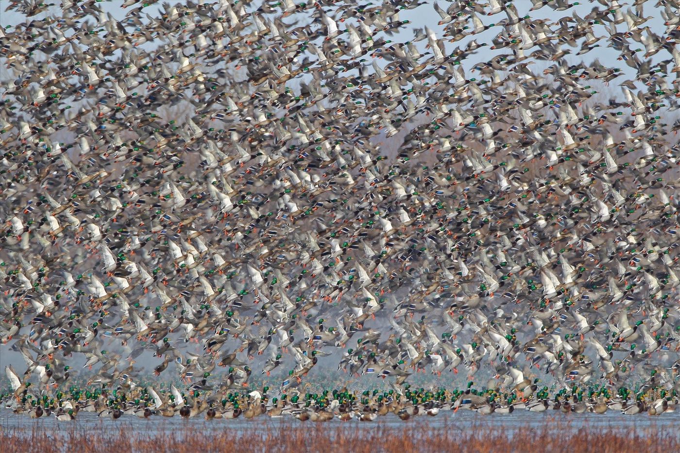USA Missouri Canards