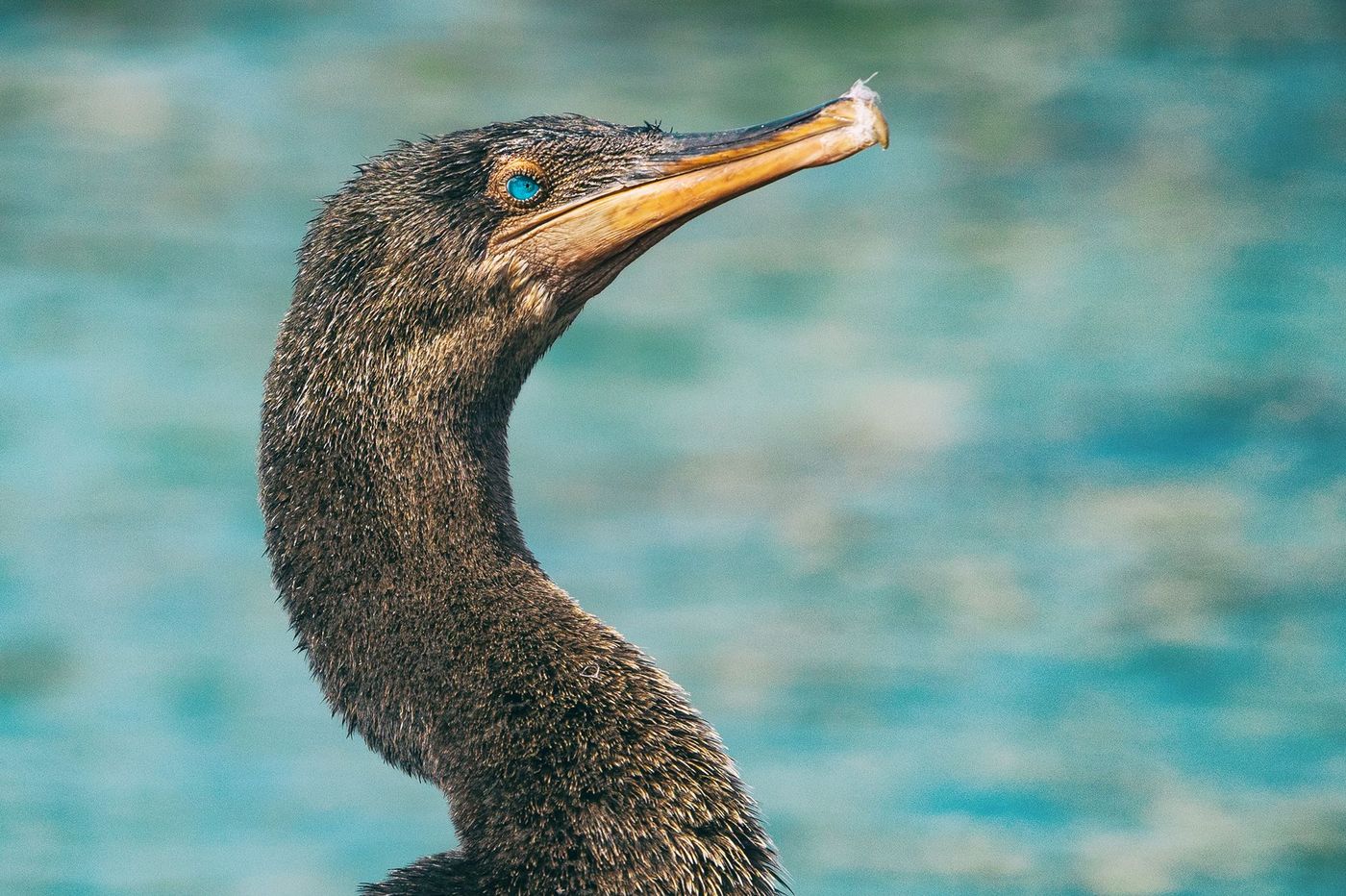 Galapagos Cormoran