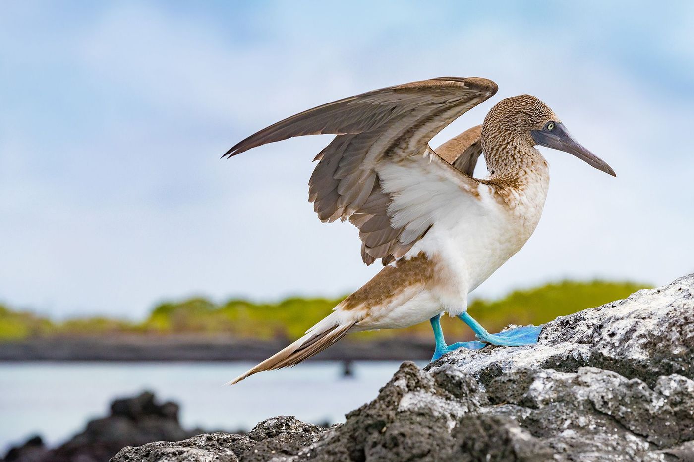 Galapagos Fou à pattes bleues