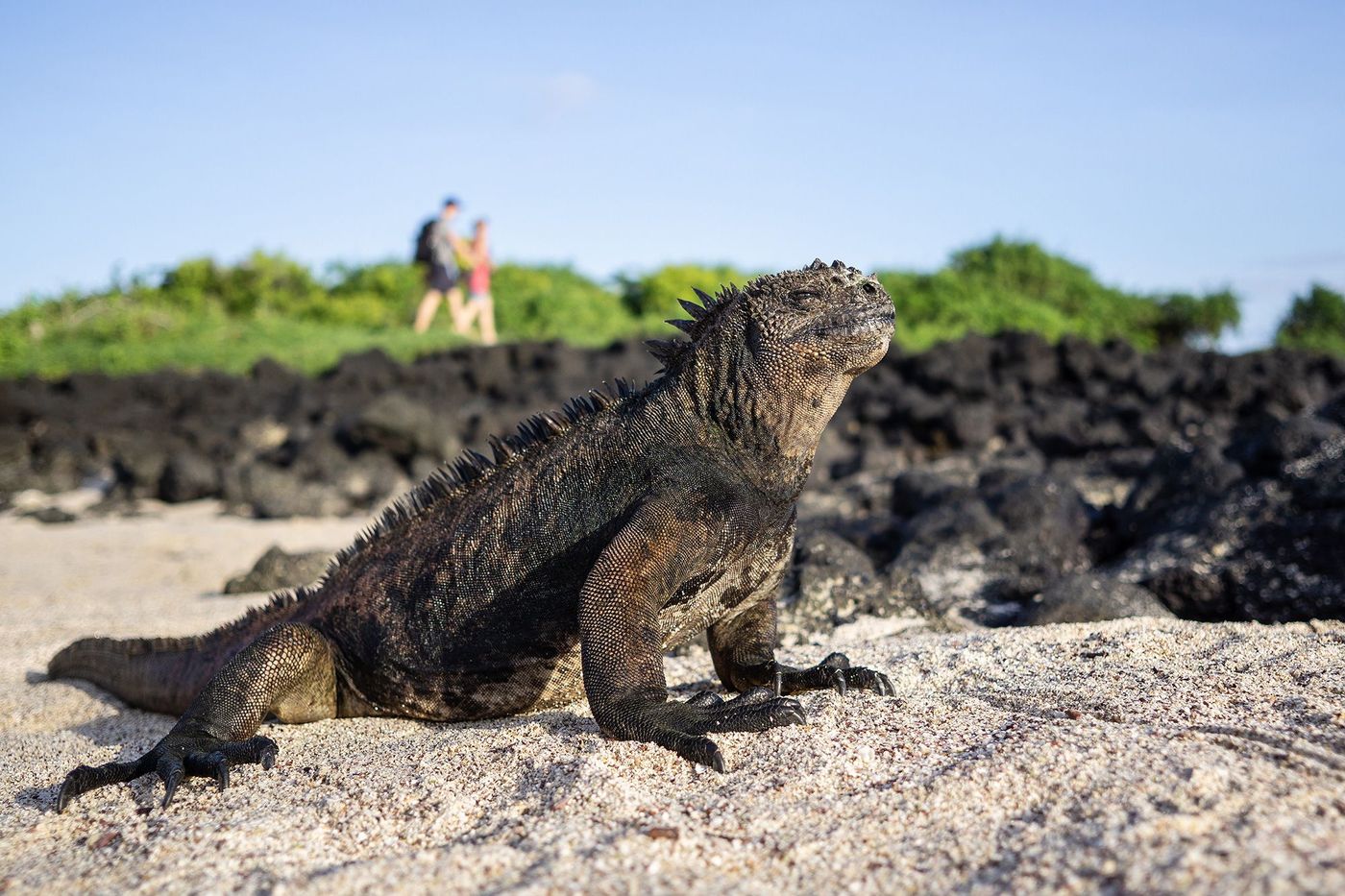 Galapagos Iguane