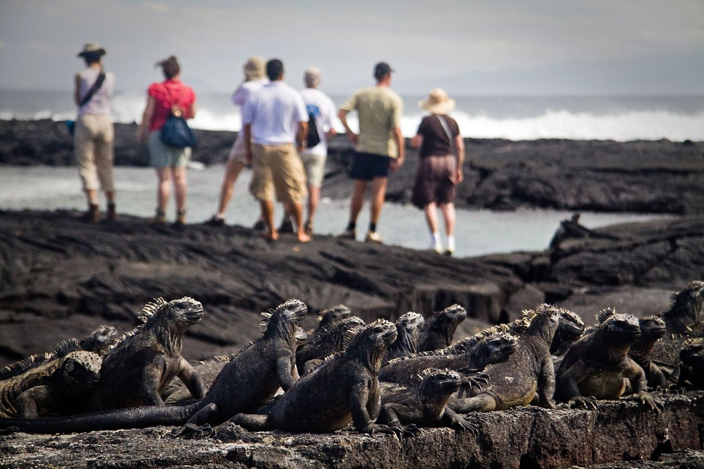 Galapagos Iguanes