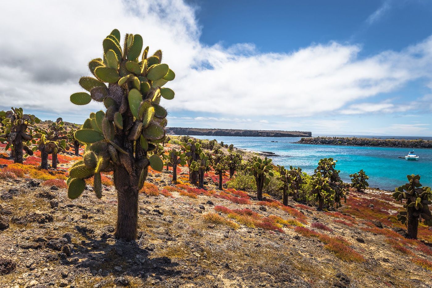 Galapagos Plaza Sur Cactus