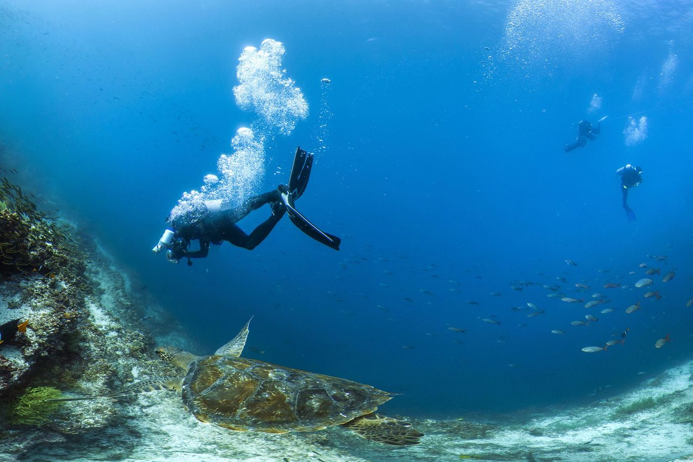Galapagos Plongée