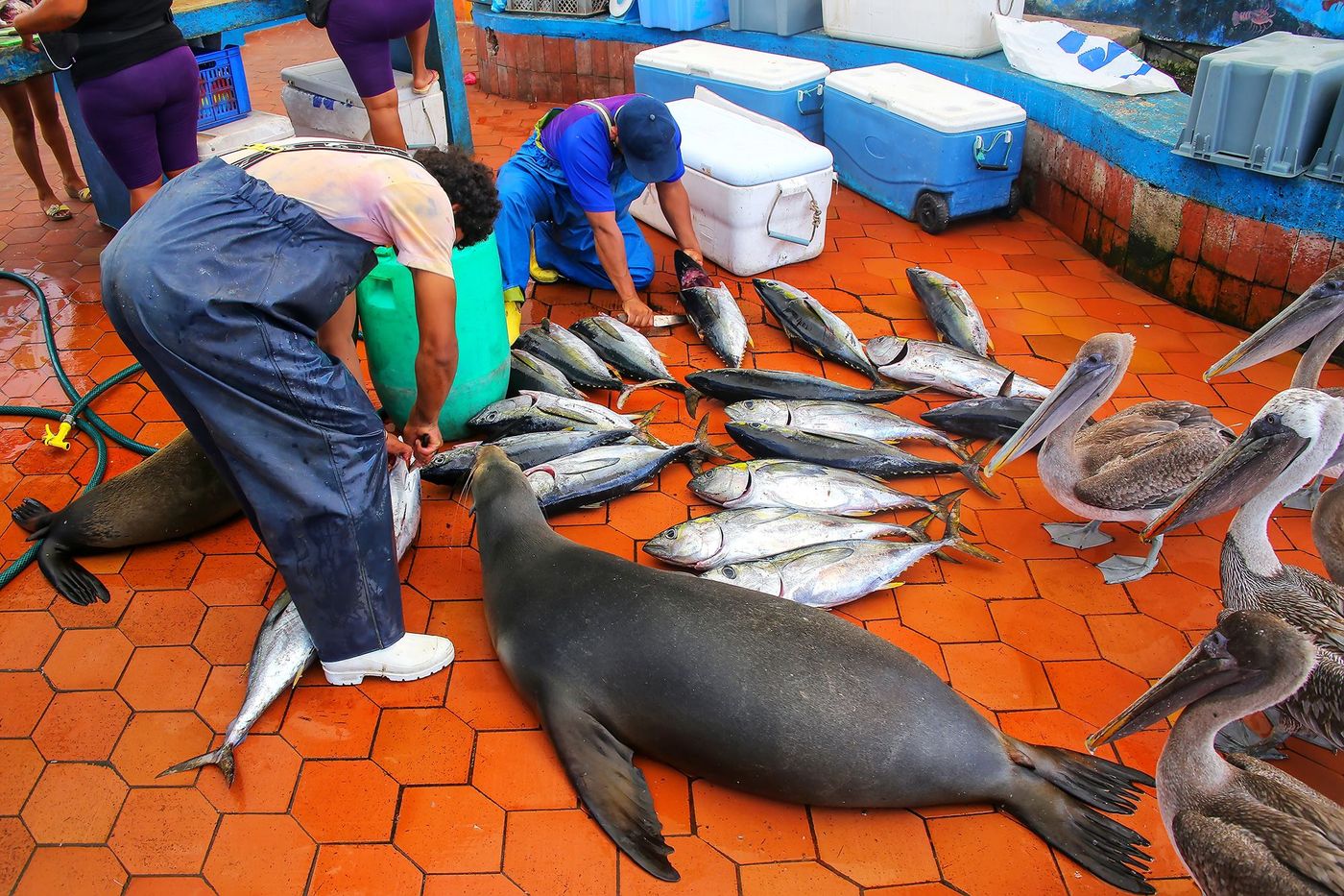 Galapagos Santa Cruz Puerto Ayora