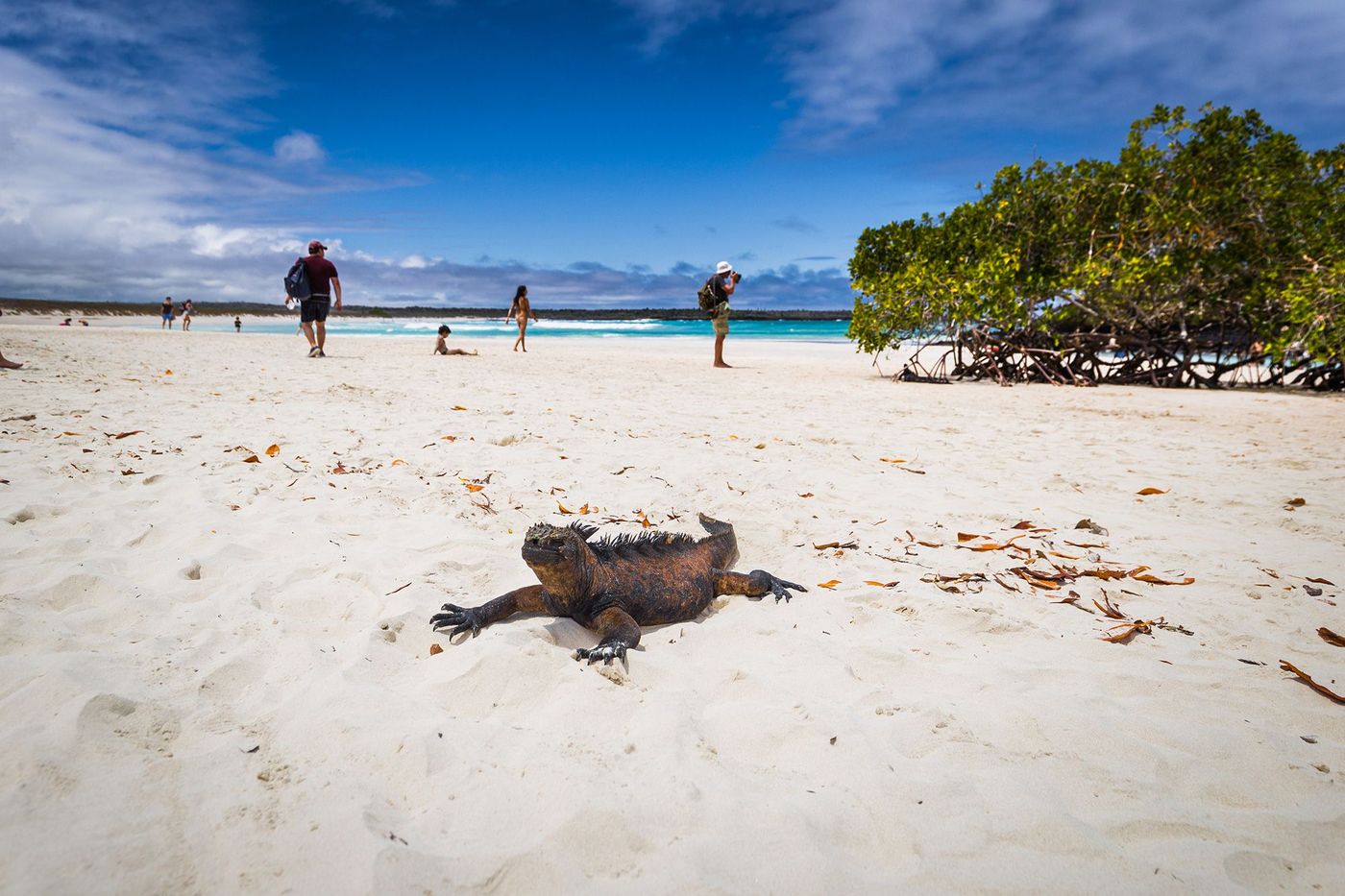 Galapagos Santa Cruz Tortuga Bay