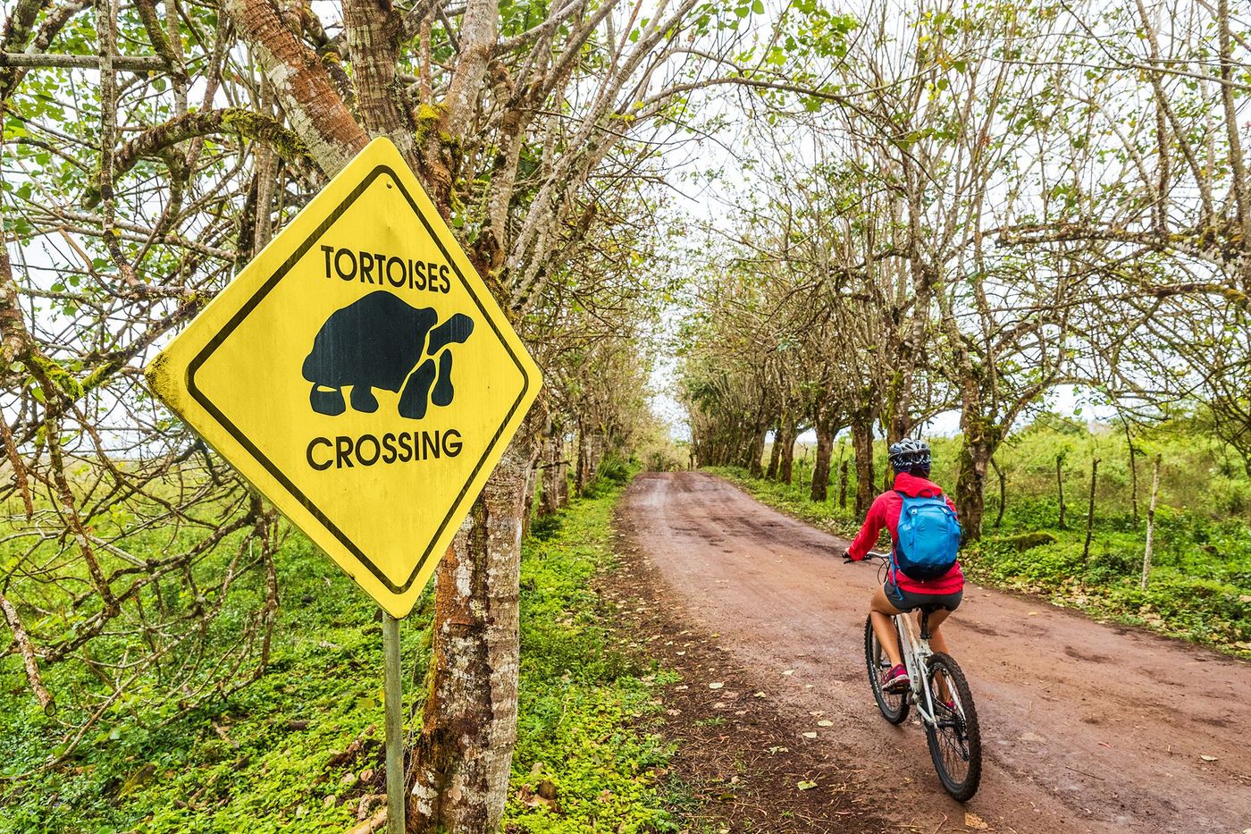 Galapagos Santa Cruz Vélo