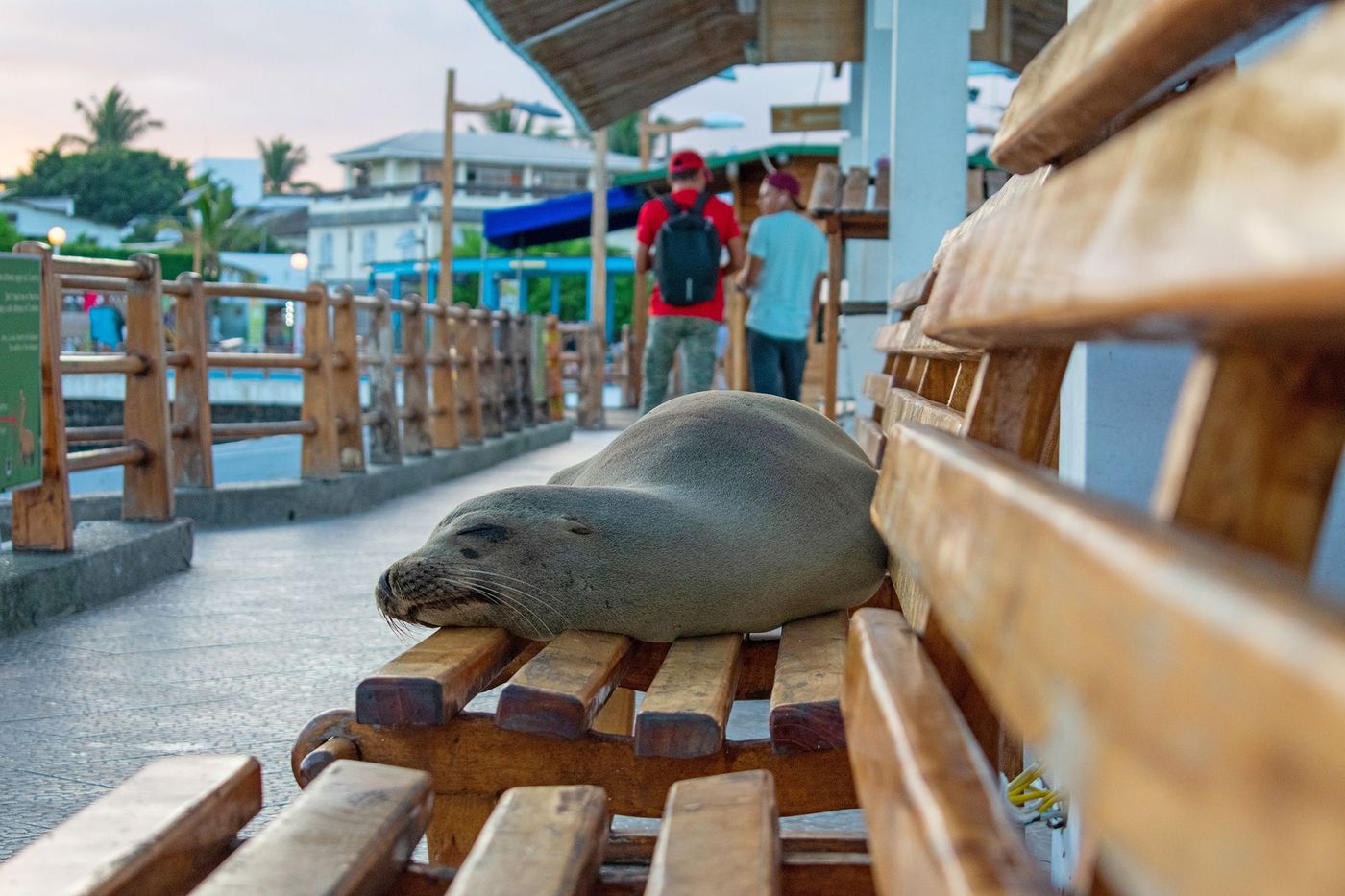 Galapagos Santa Cruz
