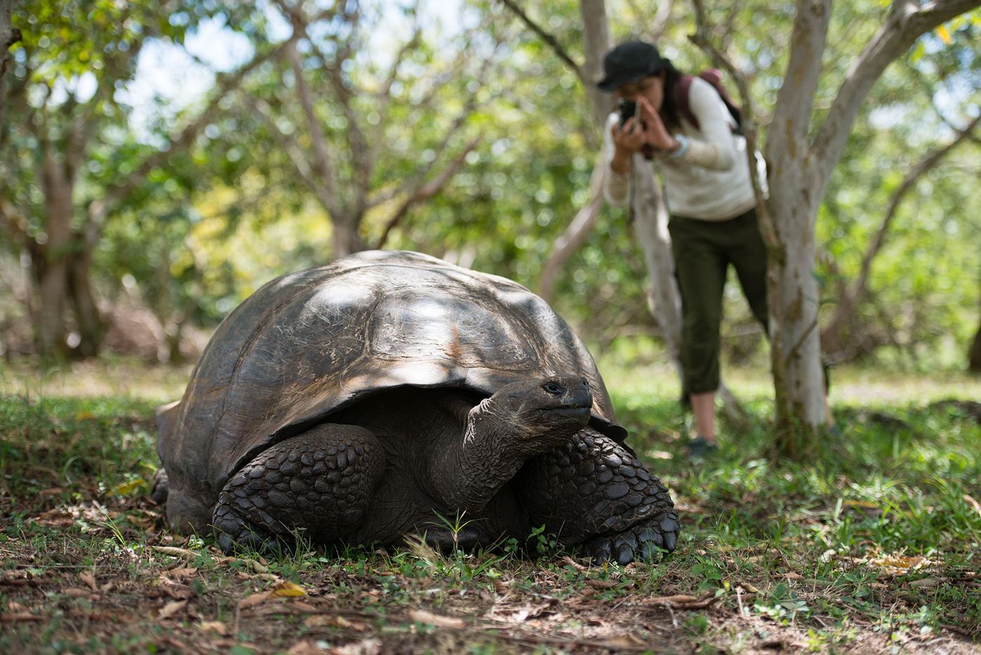 Galapagos Tortue