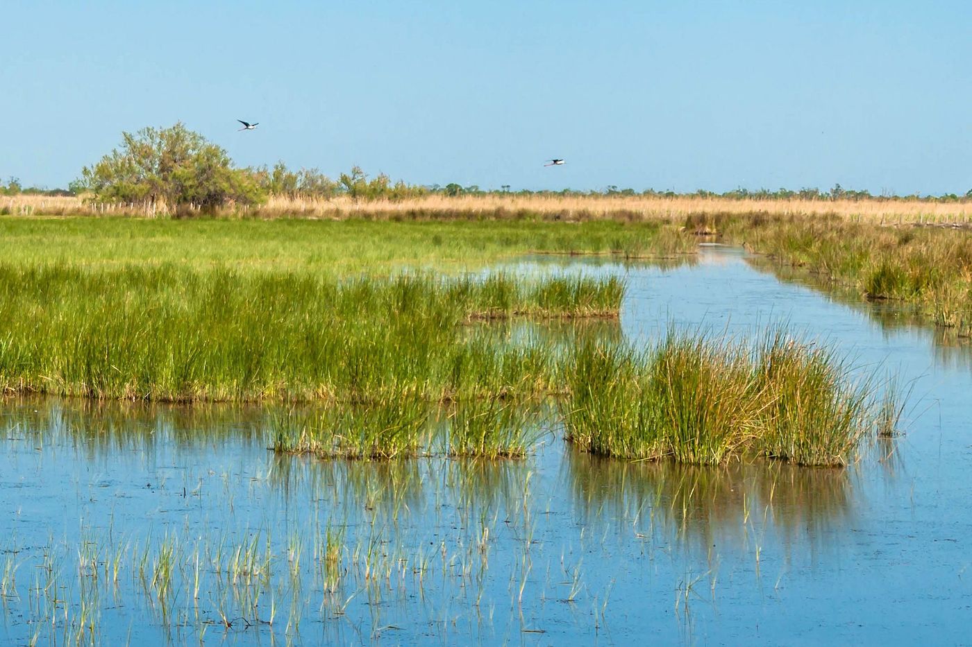 Gard Camargue