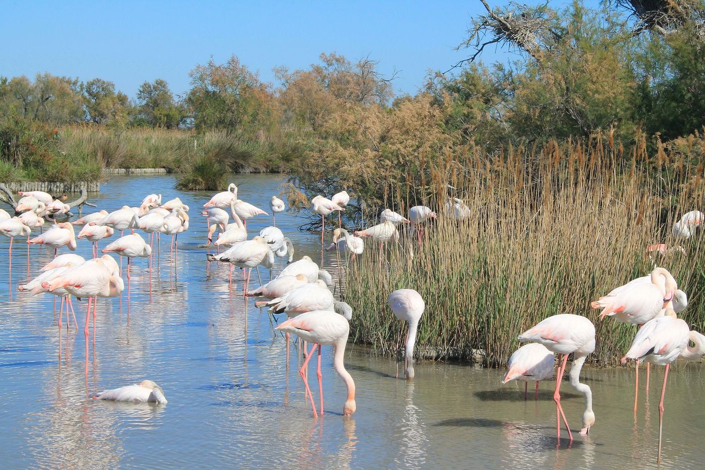 Gard Camargue Flamants roses