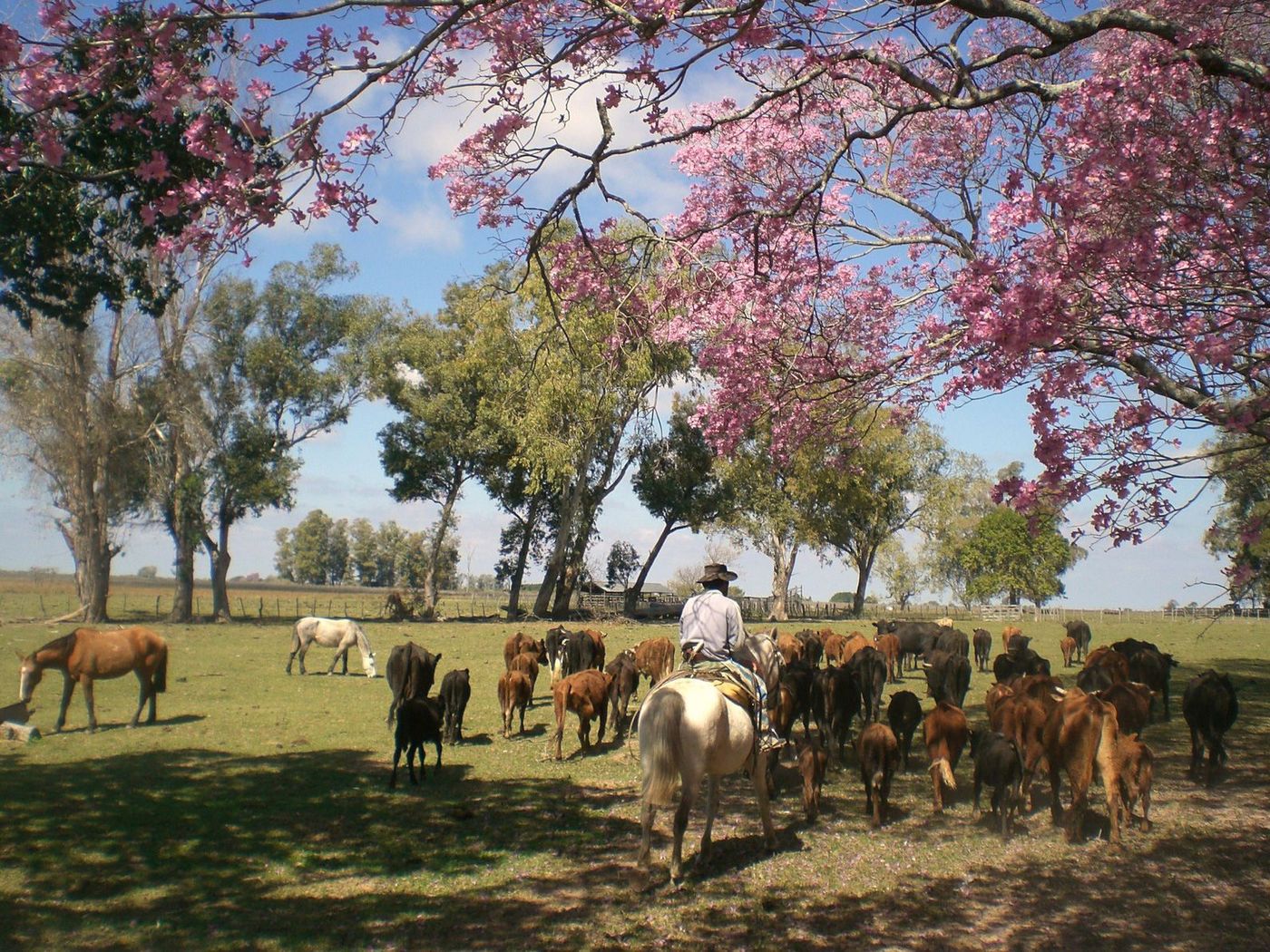 Argentine Pampa Gaucho