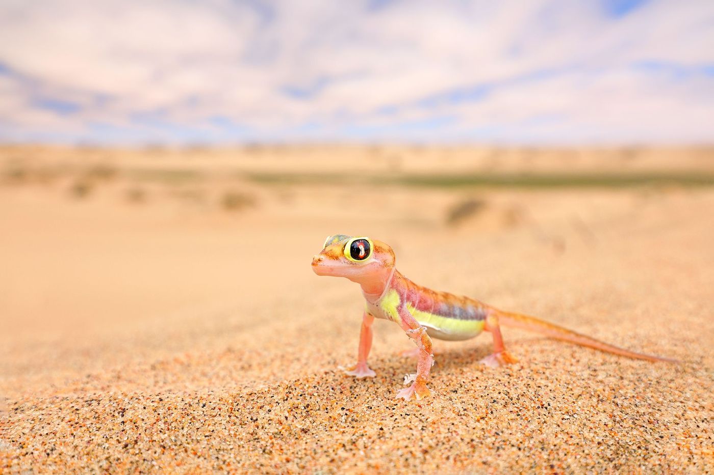 Gecko