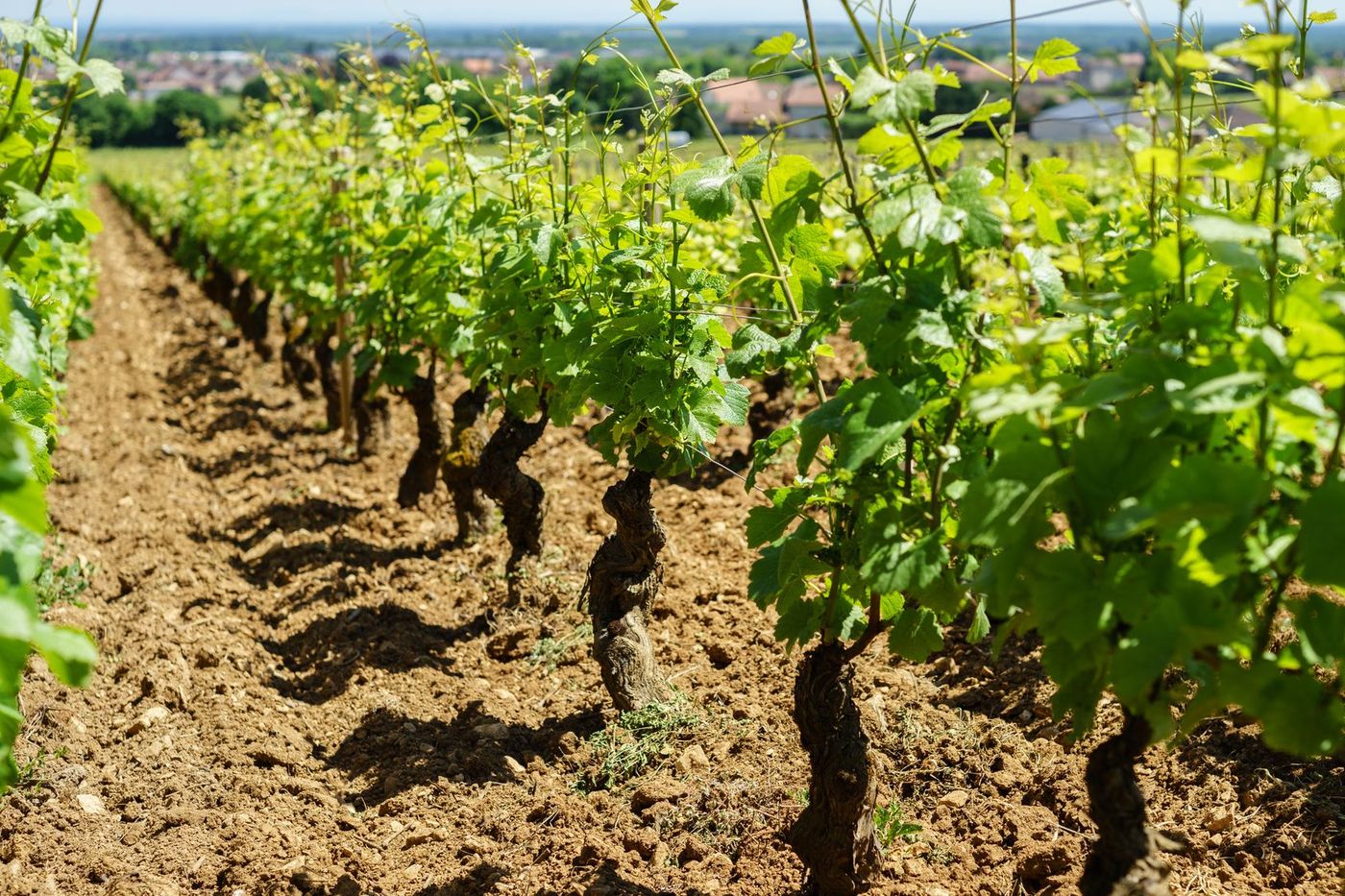 Bourgogne Gevrey-Chambertin Vignes