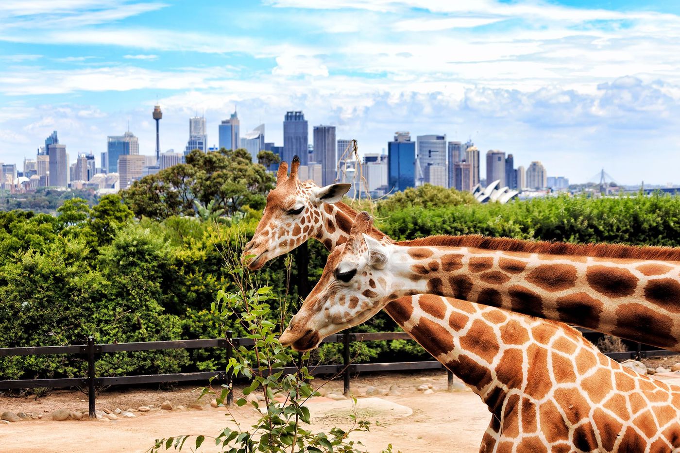 Girafes au zoo de Taronga - Sydney