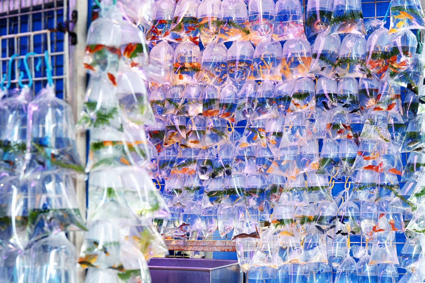 Goldfish Market Hong Kong Marché