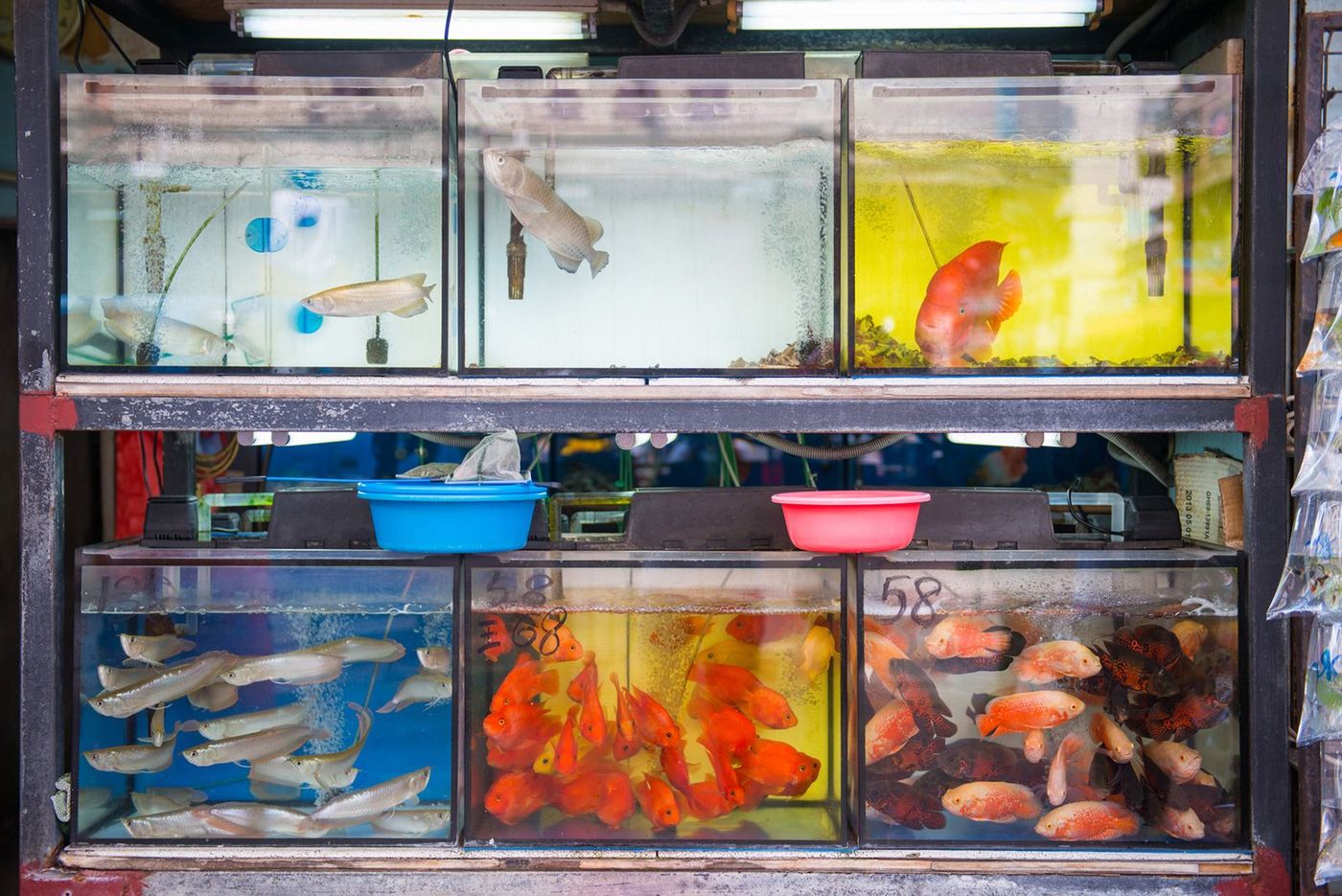 Hong Kong Mongkok Goldfish Market