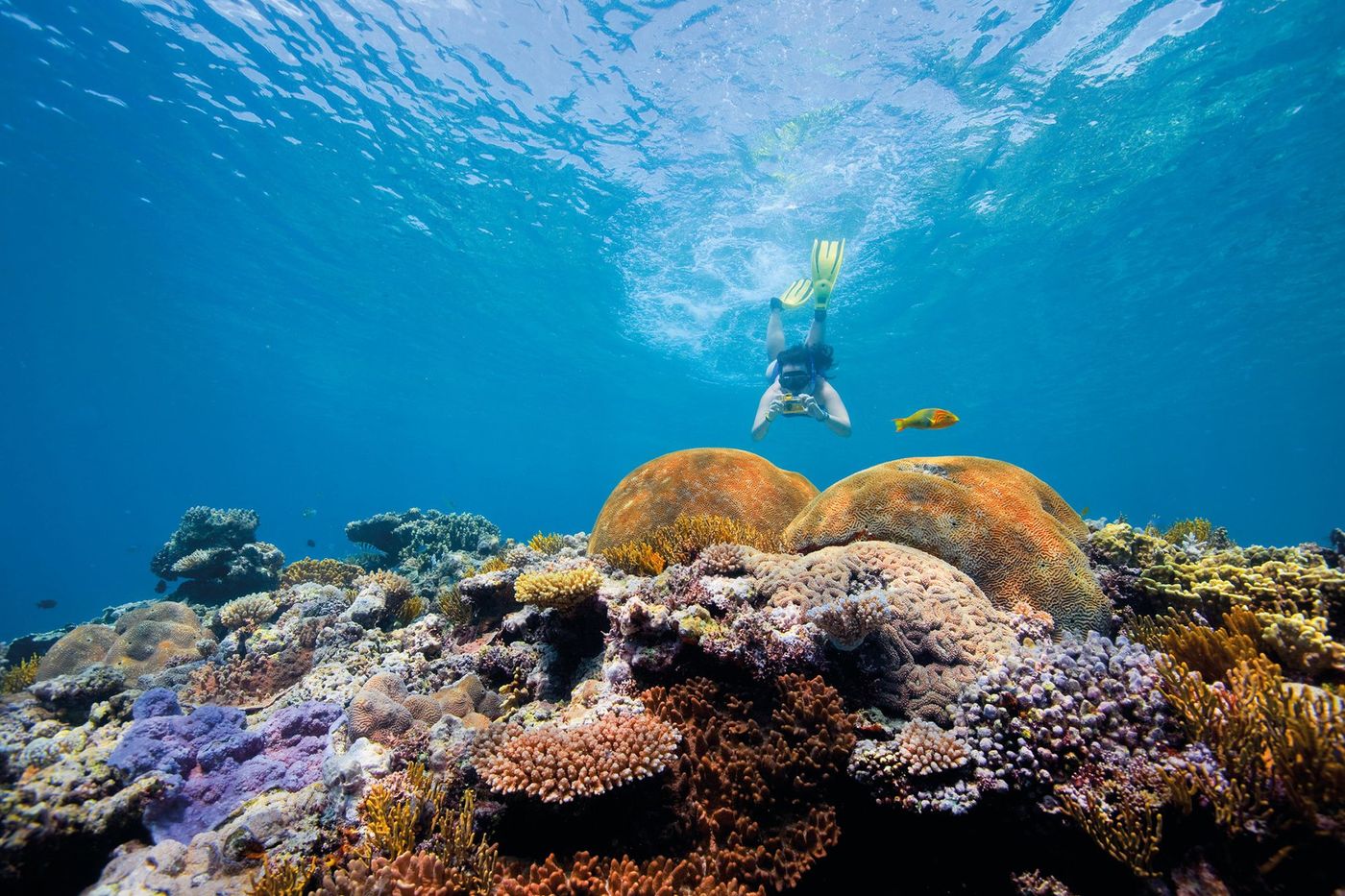 Grande Barrière de corail - snorkeling